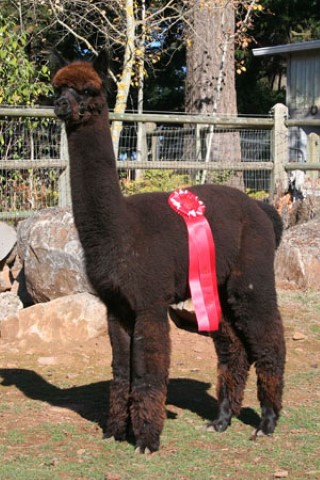 Alpaca For Sale - Rockford's Atticus at Double D Alpaca Ranch